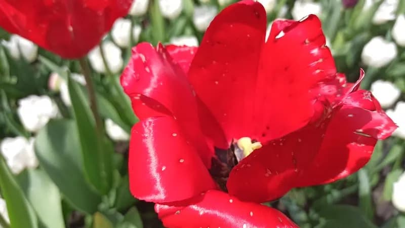 View of Parc de la Légion d'Honneur in Saint-Denis, IDF