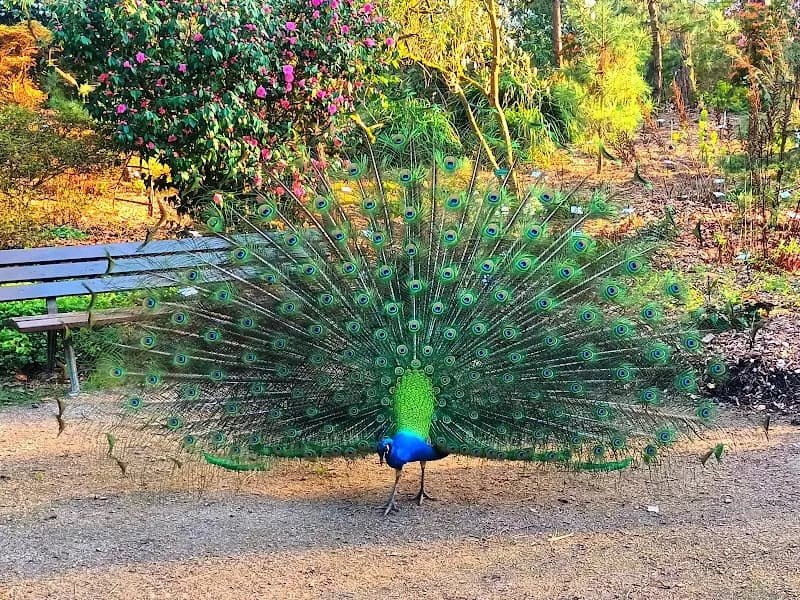 View of Parc Floral de Paris in Vincennes, IDF