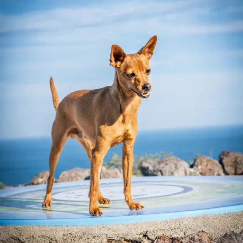 View of Parc forestier du San Peyre in Mandelieu-la-Napoule, PACA