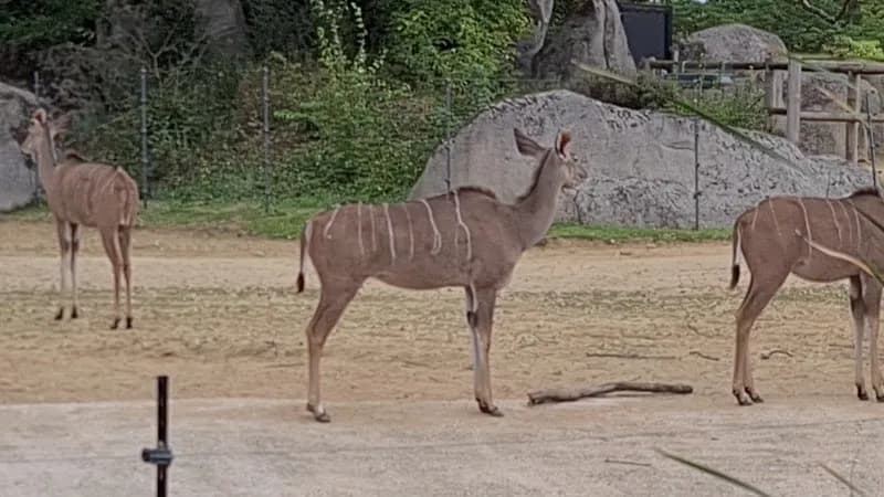View of Parc zoologique de Paris in Vincennes, IDF