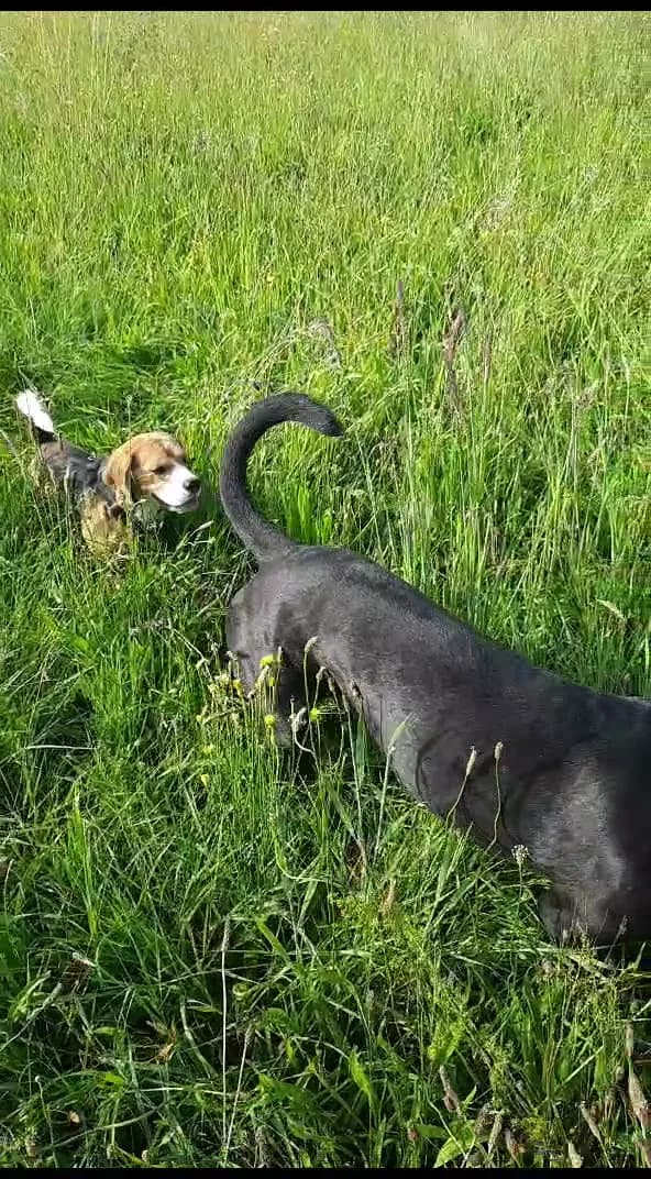View of Parco delle Groane e della Brughiera Briantea in Brianza, Lombardy