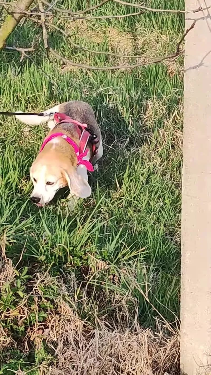 View of Parco Ivana Cagnin in Mirano, VE