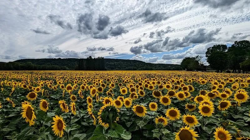 Parking Les Jardins de Claude Monet parking lot in Monet's Giverny, IDF