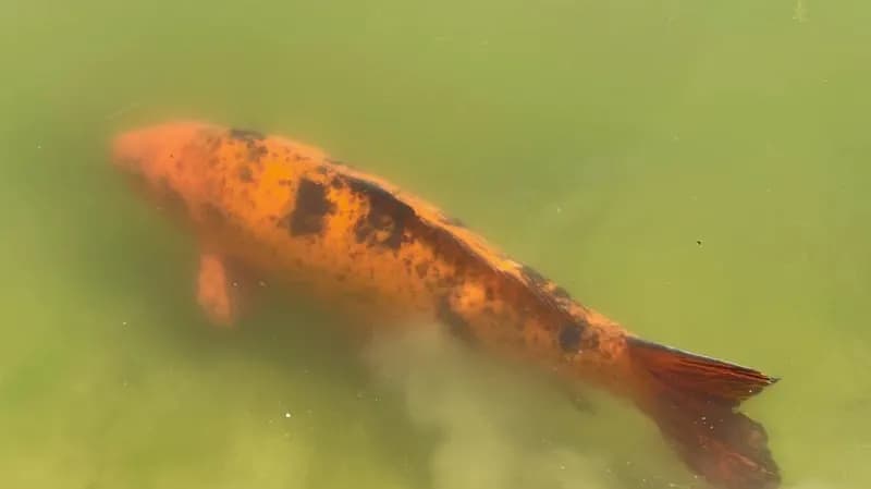 View of Parque Centenario in Flores, BA
