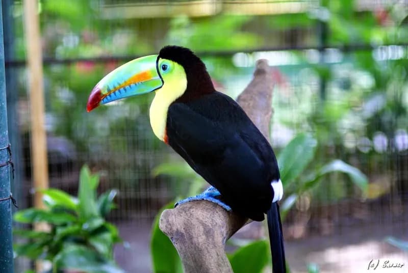 Parque Municipal Summit park in Panama City, PAN