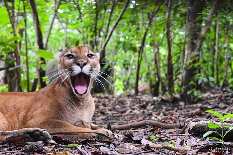 Parque Zoológico Mini Zoo Tibás zoo in Tibás, SJ