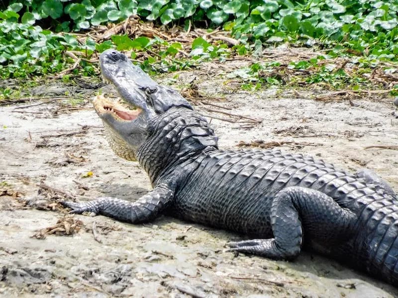 View of Paynes Prairie Preserve State Park in Starke, FL