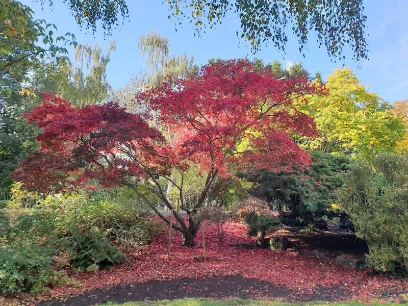 Peckham Rye Park & Common park in Dulwich, London