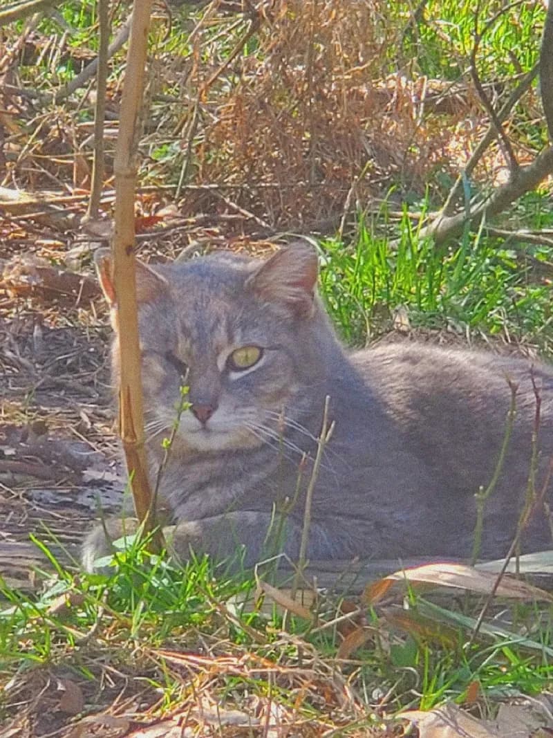 View of Peeler Park Greenway in Goodlettsville, TN