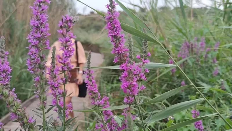 View of Pego-Oliva Marsh in Gandia, V