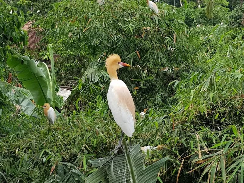 Petulu Heron Bird Colony Watch Point tourist attraction in Ubud, Bali