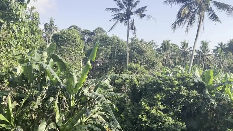 View of Petulu Heron Bird Colony Watch Point in Ubud, Bali