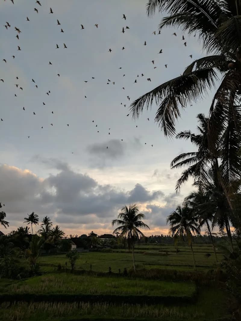 View of Petulu Heron Bird Colony Watch Point in Ubud, Bali