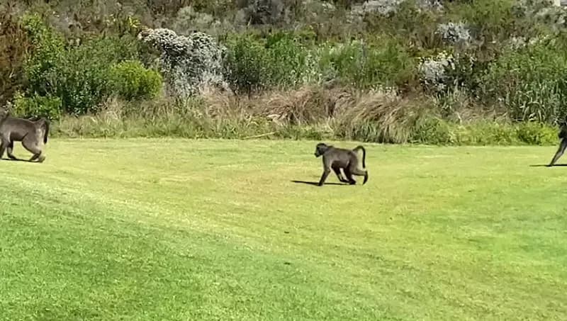 View of Pezula Golf Estate Parks in Knysna, WC