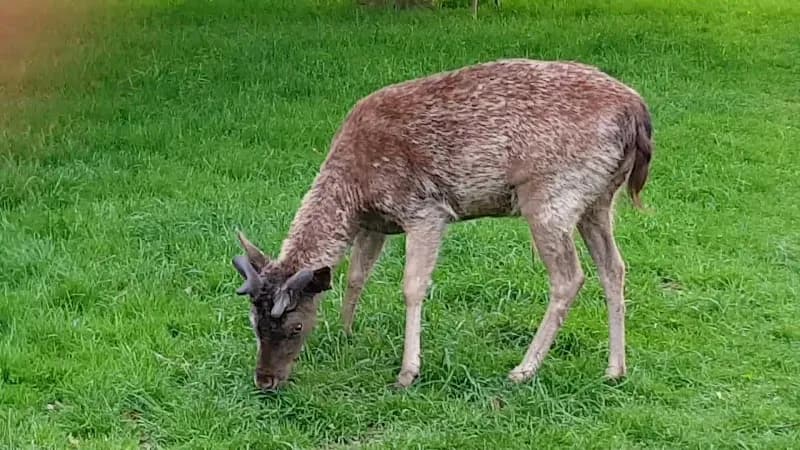 View of Phoenix Park in Dublin, DUB