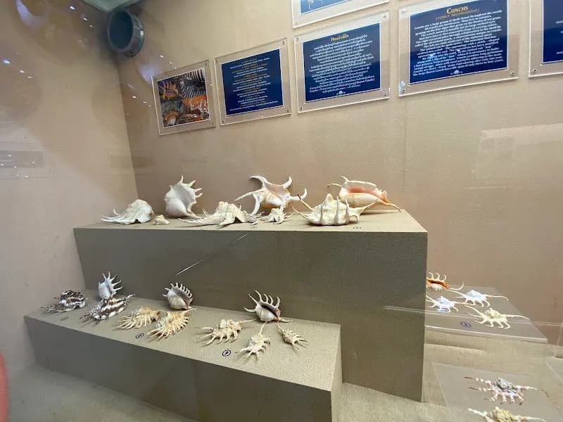 พิพิธภัณฑ์หอยภูเก็ต (Phuket Seashell Museum) museum in Phuket, PKT