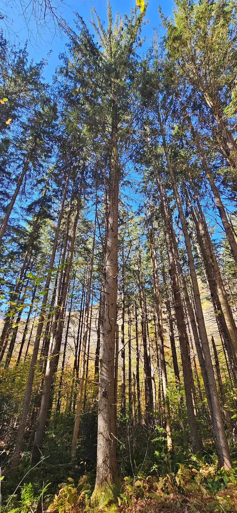 View of Picnic Area at Lake Mansfield in Stowe, VT