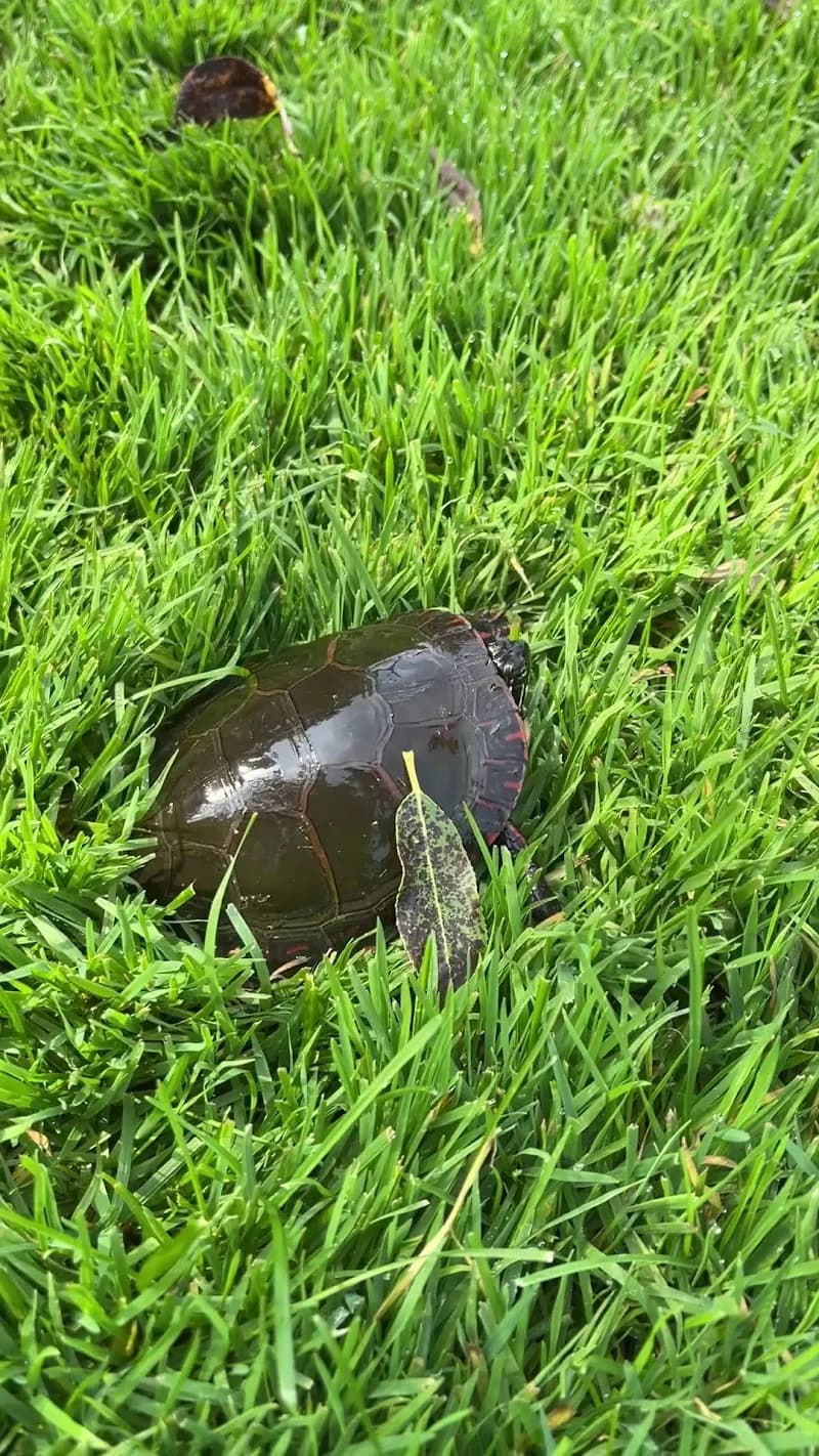 View of Pines of Georgina Golf Course in Georgina, ON