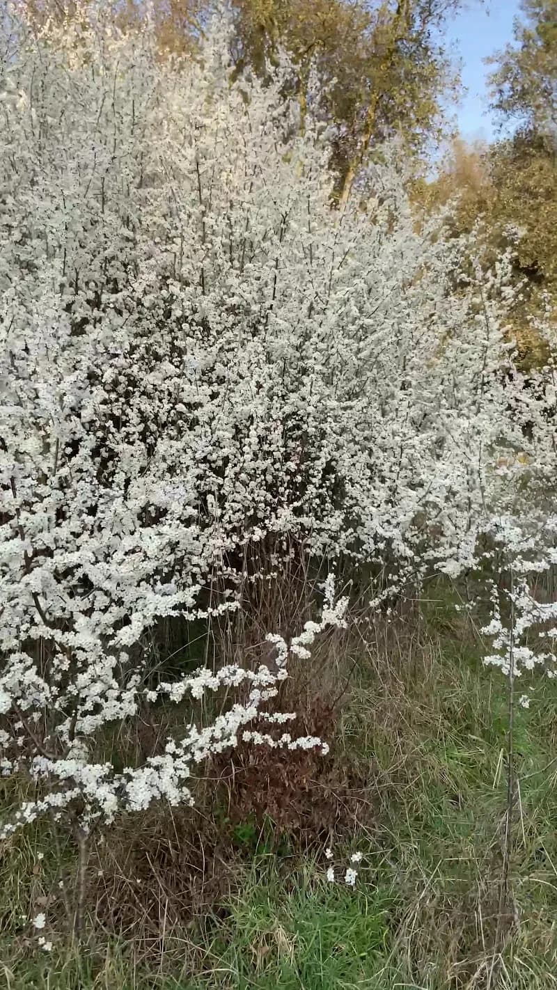 View of Pineto Regional Park in Rome, LZ