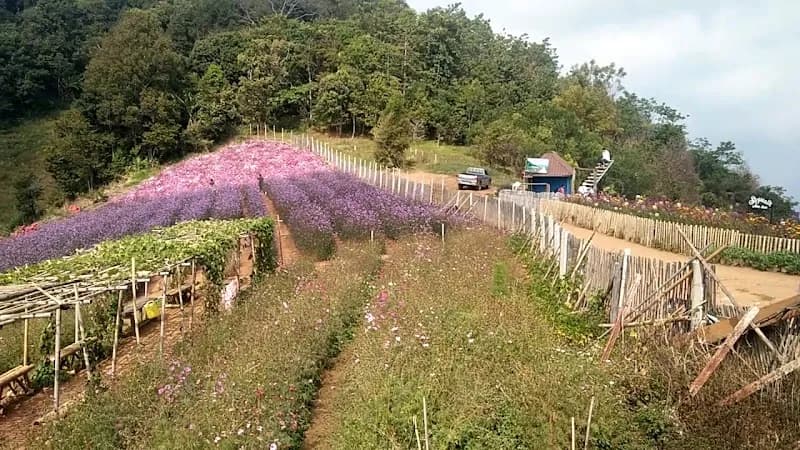 View of Plai Fa Strawberry Farm in Mae Rim, CM