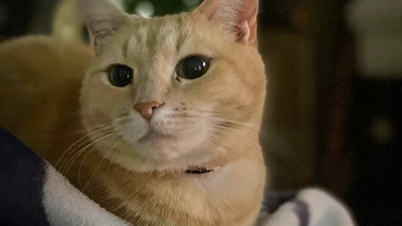 Plantation Park Animal Hospital veterinary care in Clayton, NC