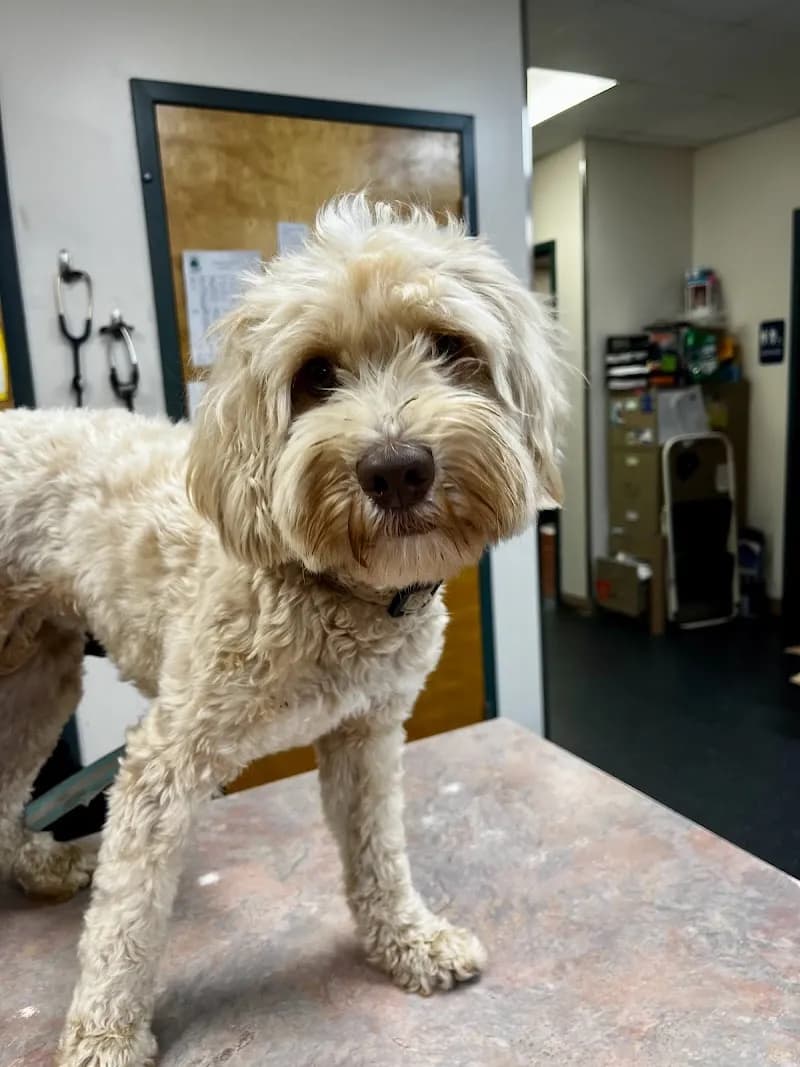 View of Plantation Park Animal Hospital in Clayton, NC