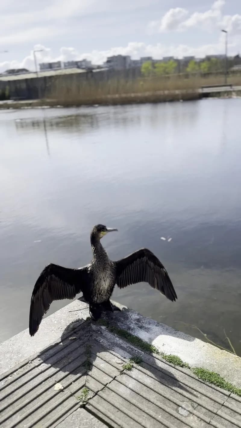 View of Playground 2 Fr. Collins Park in Kilbarrack, D