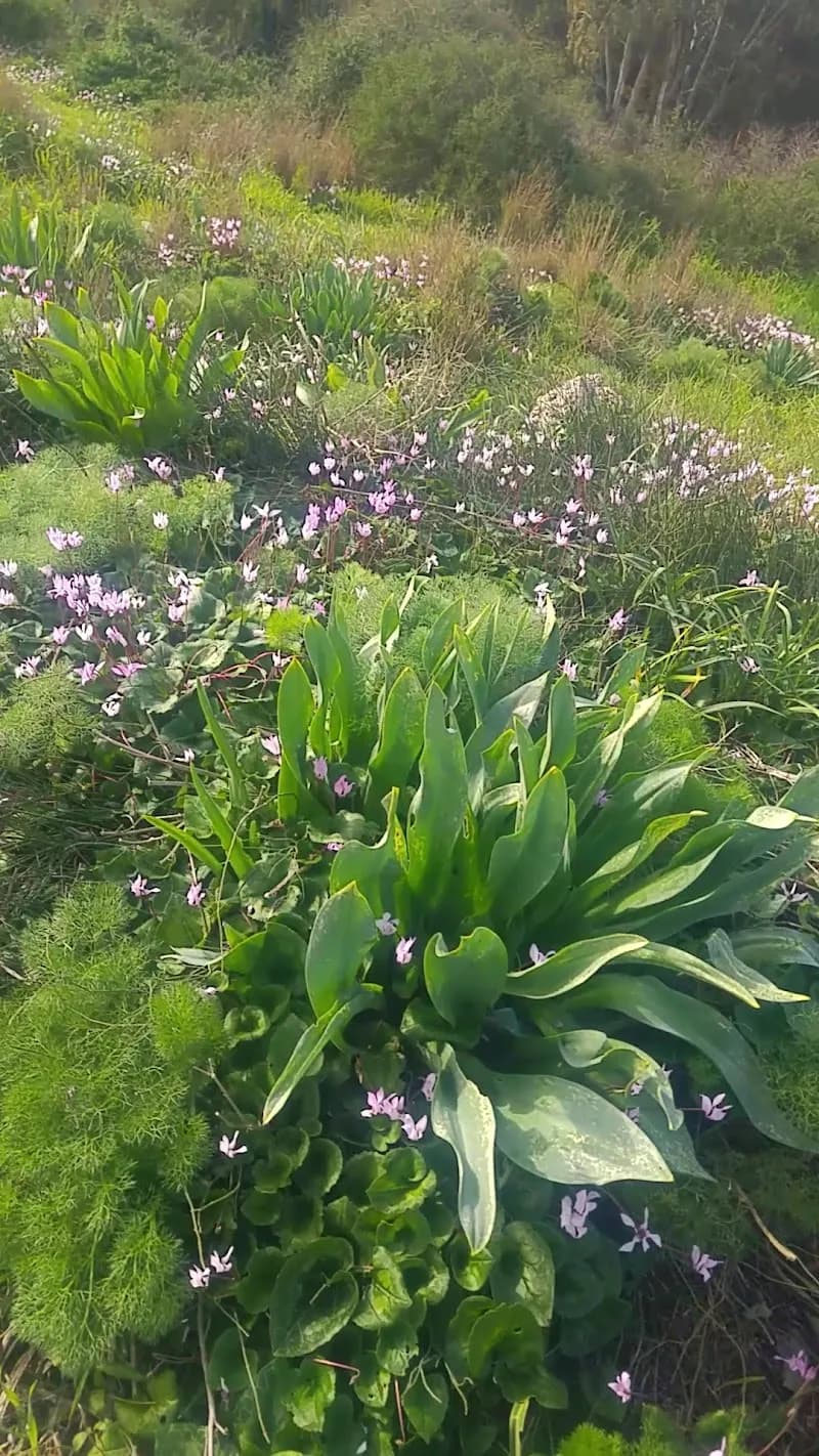 View of Poleg Nature Reserve in Kfar Saba, TA