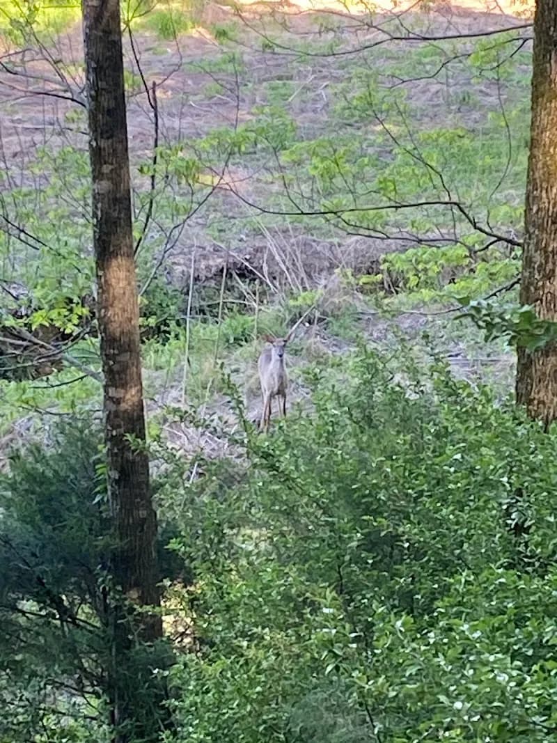 View of Providence Nature Preserve in Weddington, NC