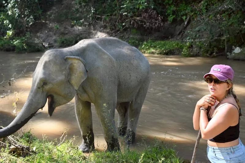 Puak Chang Elephant Camp farm in Chiang Mai, CM