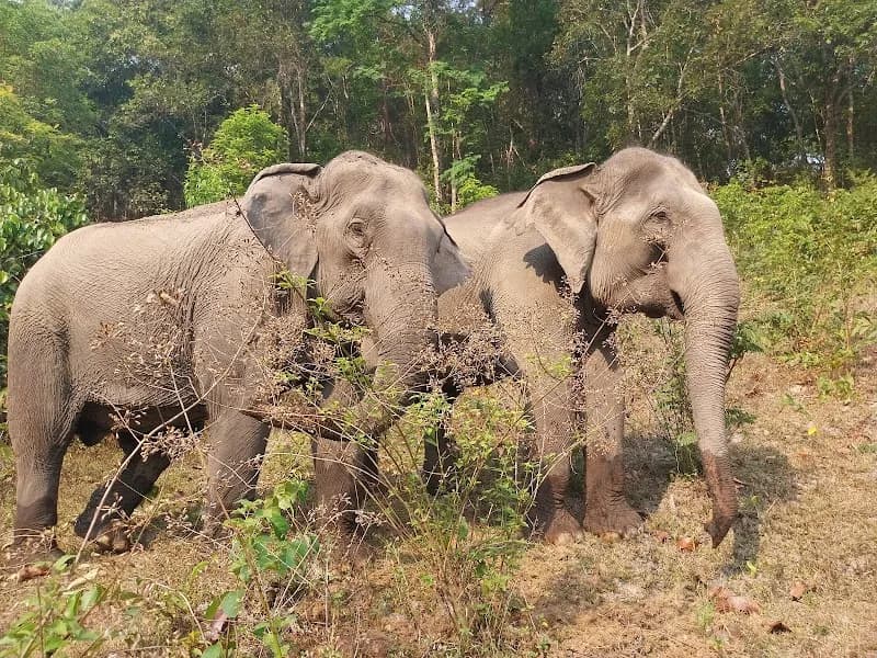 View of Puak Chang Elephant Camp in Chiang Mai, CM