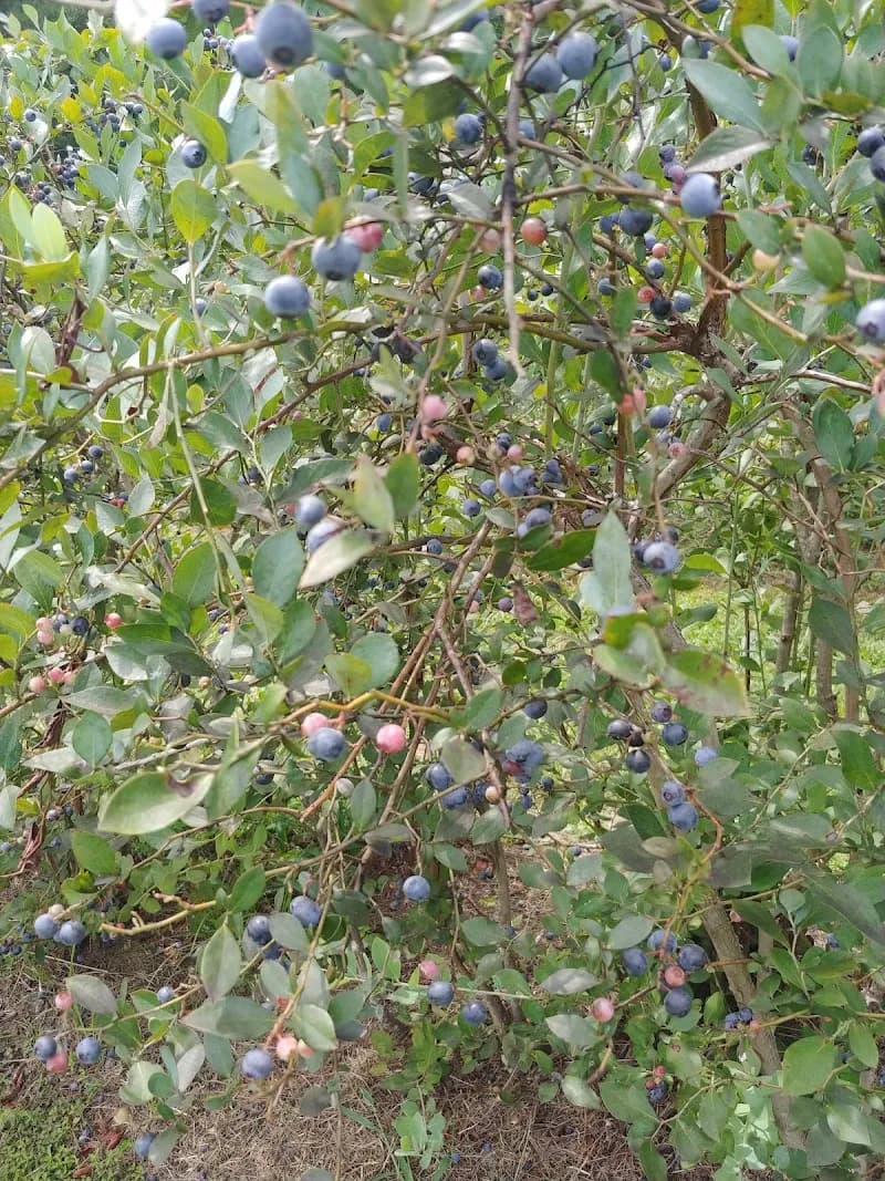 Pungo Blueberries Etc. farm in Pungo, VA