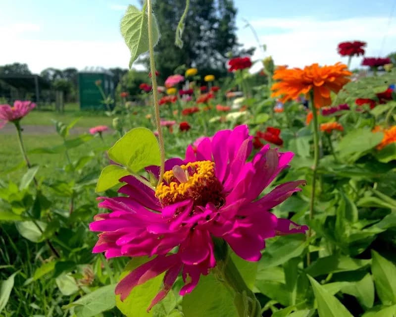 View of Pungo Blueberries Etc. in Pungo, VA