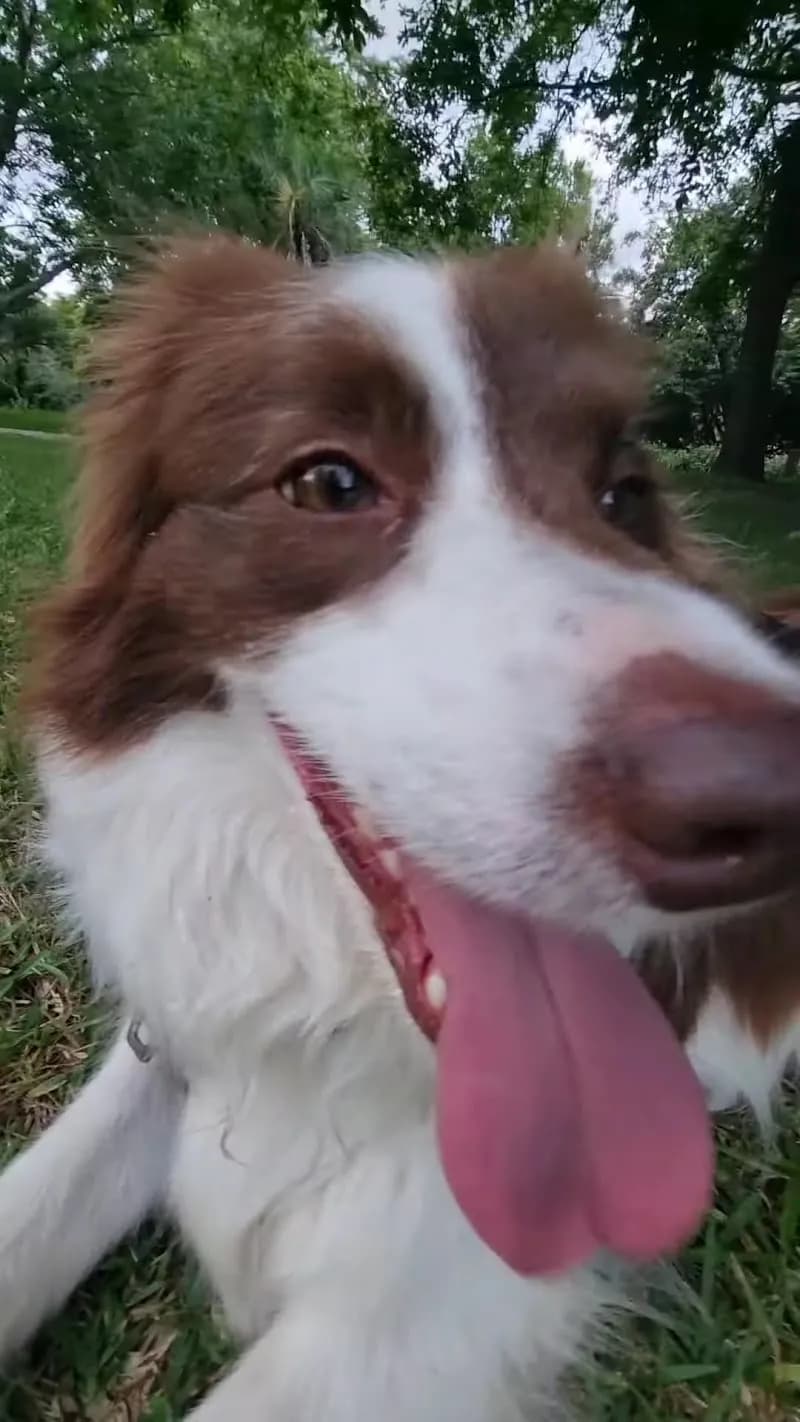 View of Pymble Soldiers Memorial Park in Pymble, NSW