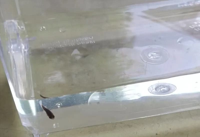 View of Qian Hu Fish Farm in Choa Chu Kang, SG