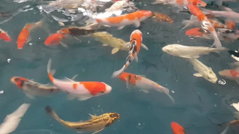 View of Qian Hu Fish Farm in Choa Chu Kang, SG