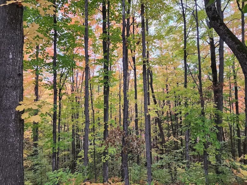 View of Rapid River Campground & Cabins in Mancelona, MI