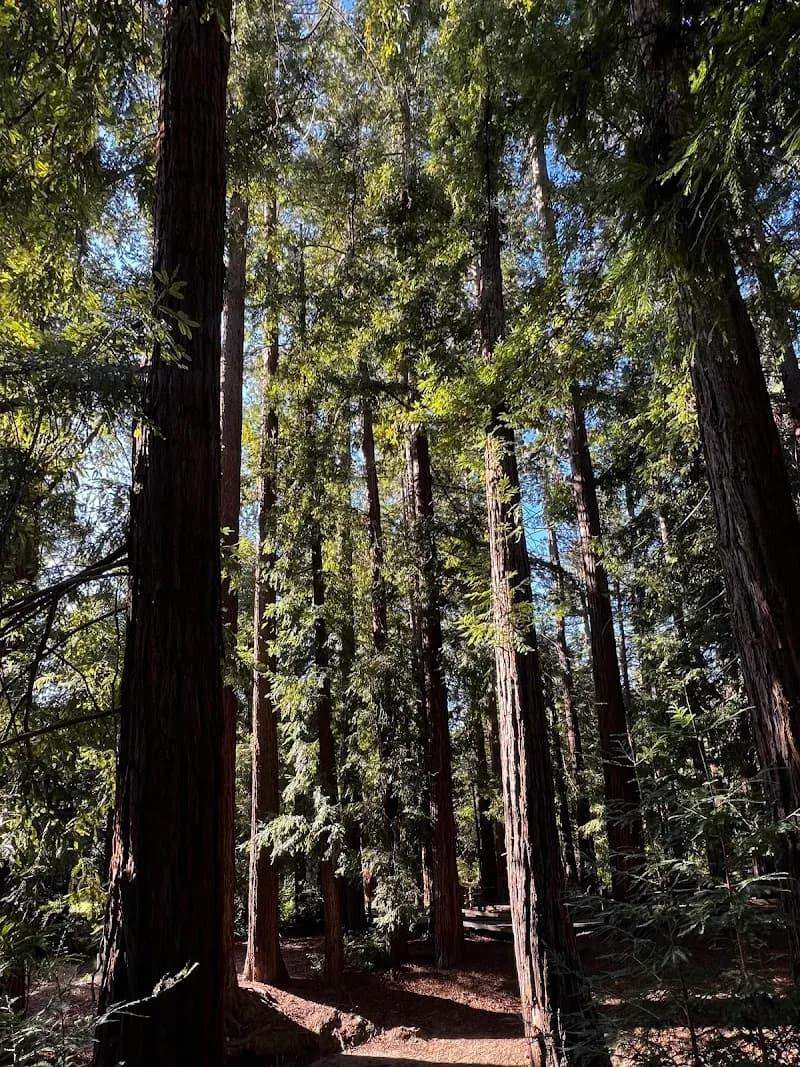View of Redwood Grove Nature Preserve in Los Altos, CA