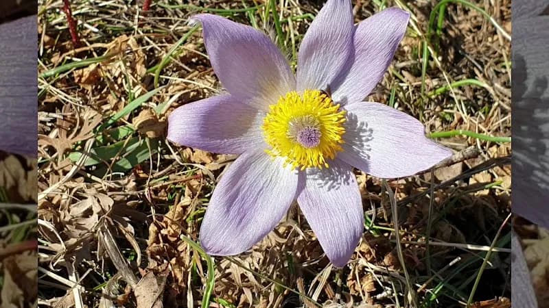 View of Öreg-hegy Walking Trail & Scenic Lookout in Pilisvörösvár, Budapest