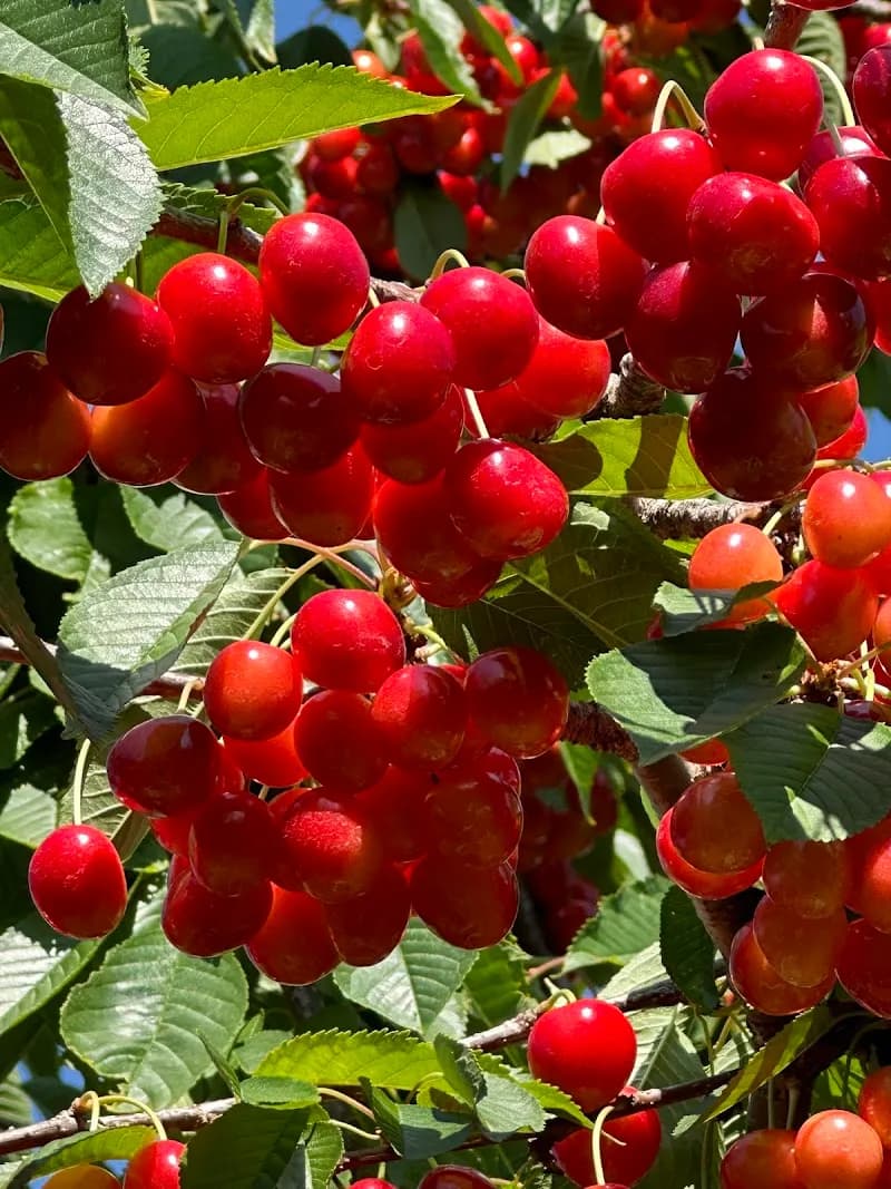 Rennie Orchards farm in Traverse City, MI