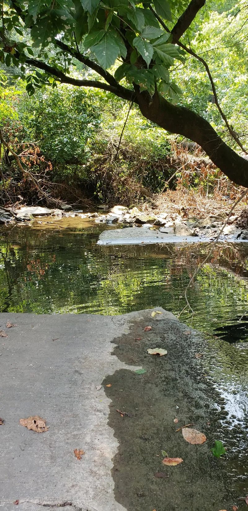 View of Richland Creek Greenway in Belle Meade, TN