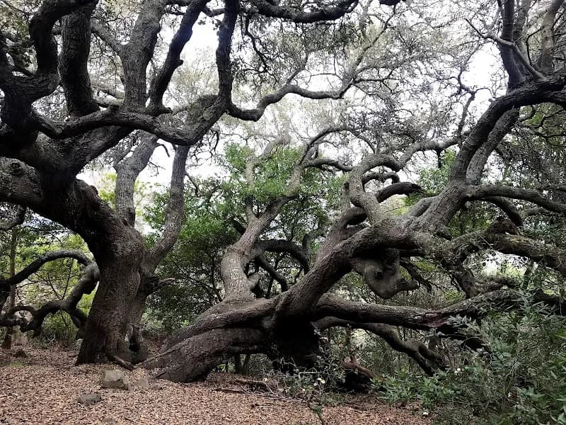 View of Ring Mountain Preserve in Tiburon, CA