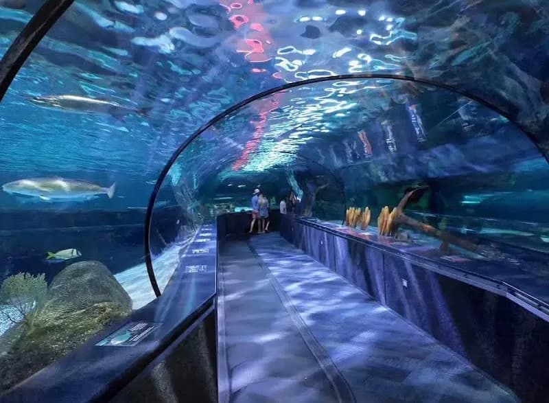 Ripley's Aquarium of Myrtle Beach aquarium in Myrtle Beach, SC