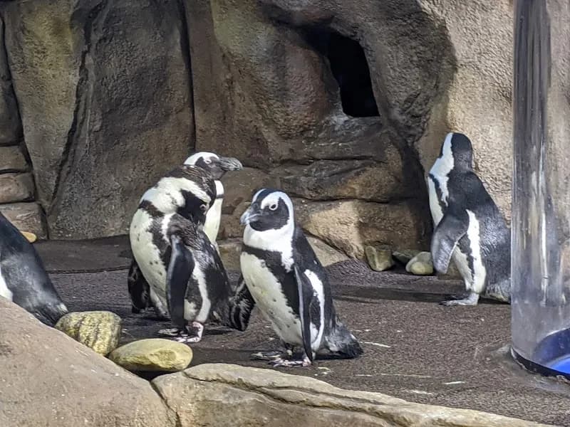 View of Ripley's Aquarium of Myrtle Beach in Myrtle Beach, SC