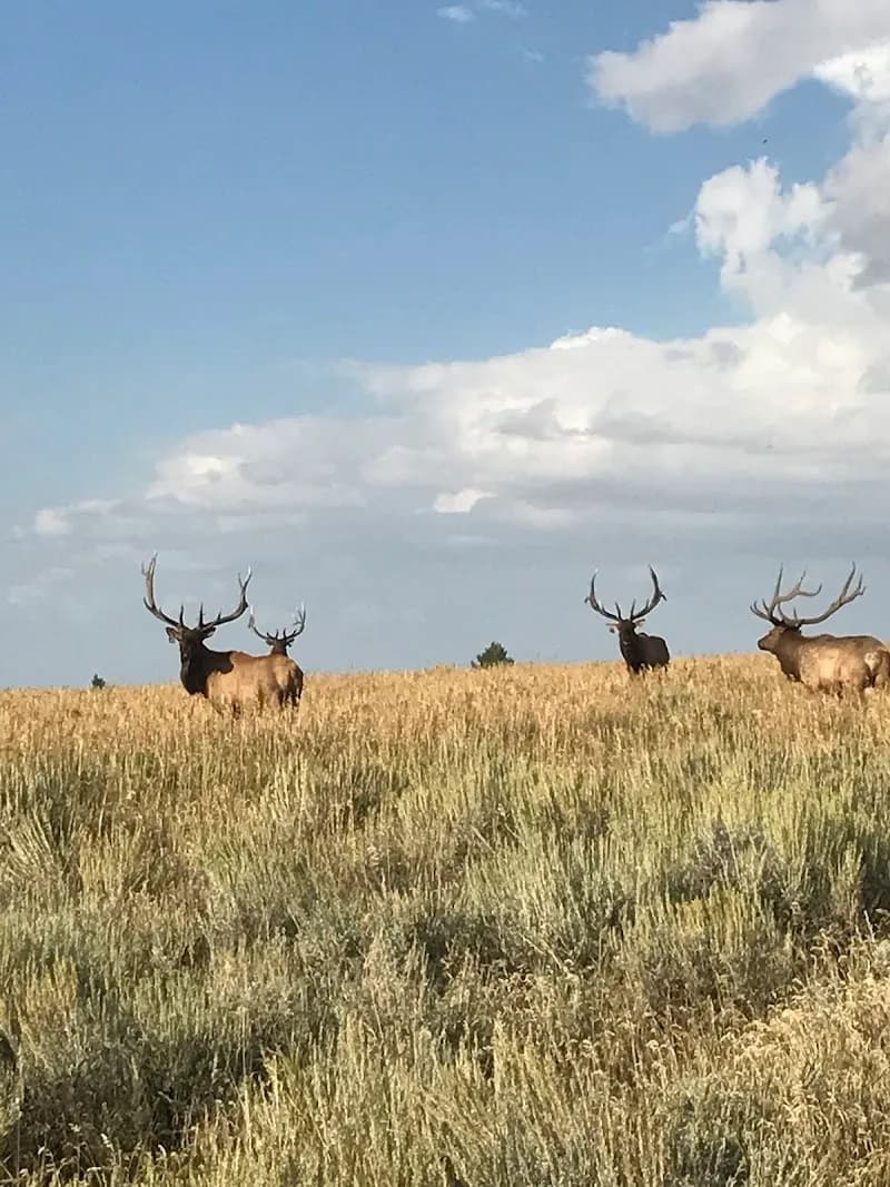 View of Rocky Mountain Elk Ranch in Whitefish, MT
