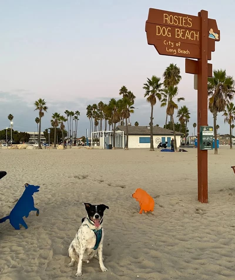 Rosie's Dog Beach dog park in Long Beach, CA