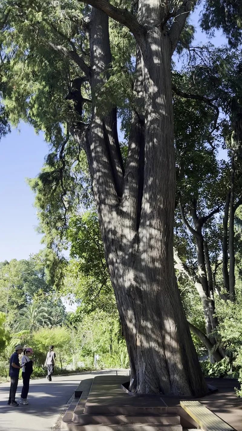 View of Royal Botanic Gardens Victoria - Melbourne Gardens in Bayside, VIC