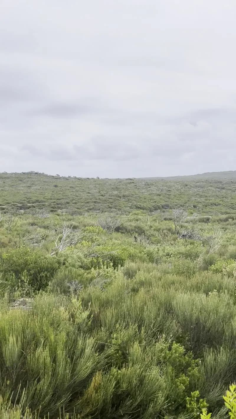View of Royal National Park Coastal Walk in Sutherland Shire (Sutherland), NSW