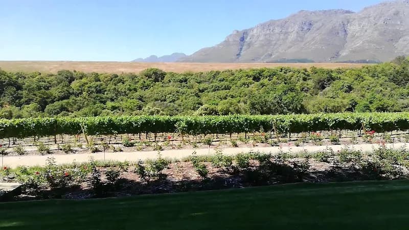 View of Rust en Vrede Wine Estate in Stellenbosch, WC
