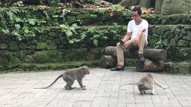 View of Sacred Monkey Forest Sanctuary in Bali, BA
